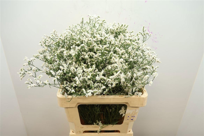 <h4>LIM SIN CHINA WHITE</h4>