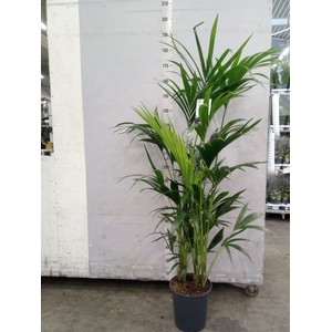 Howea forsteriana