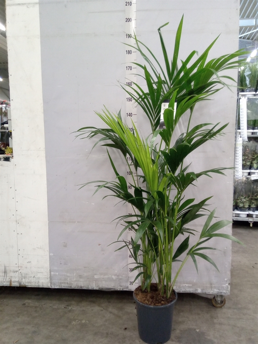 <h4>Howea forsteriana</h4>