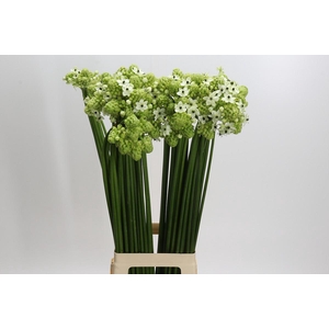 Ornithogalum Saundersiae