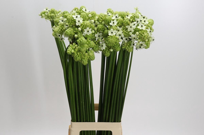 <h4>Ornithogalum Saundersiae</h4>