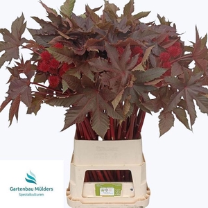 RICINUS COM IMPALA