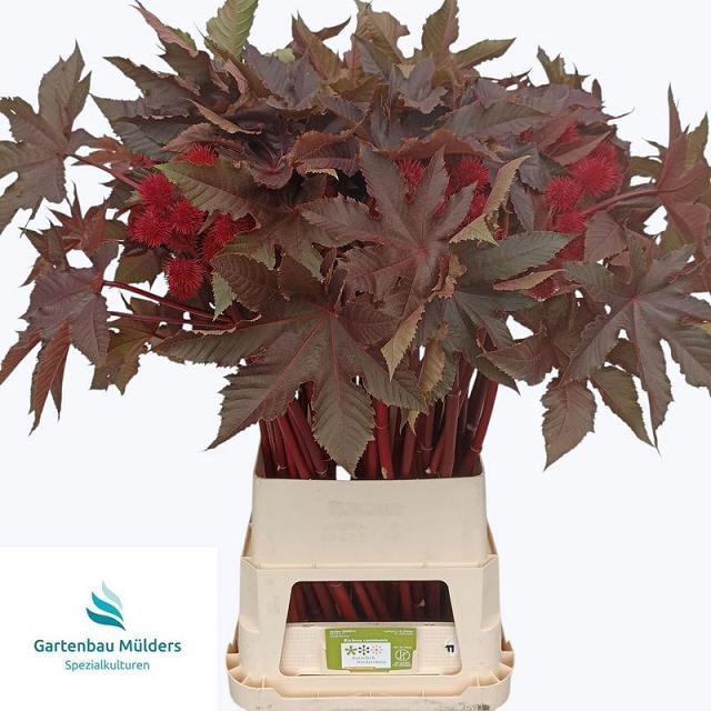 <h4>RICINUS COM IMPALA</h4>