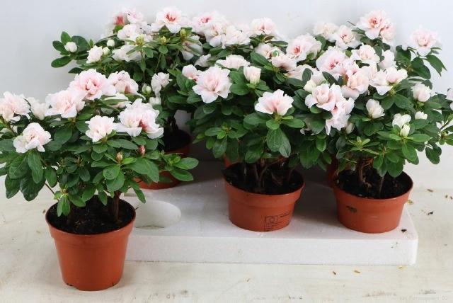 <h4>RHODO SI OV</h4>