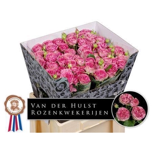 ROSA TR 'PARADOX'