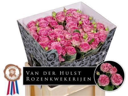 <h4>ROSA TR 'PARADOX'</h4>