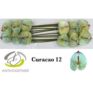 Anthurium Anth A Ov Klb H
