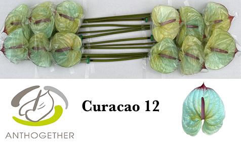 <h4>Anthurium Anth A Ov Klb H</h4>