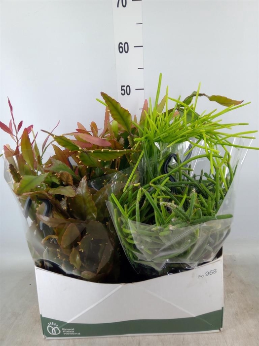 <h4>Rhipsalis   ...mix</h4>