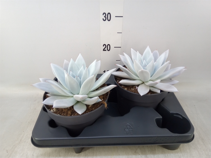 <h4>Echeveria  'Mexican Giant'</h4>