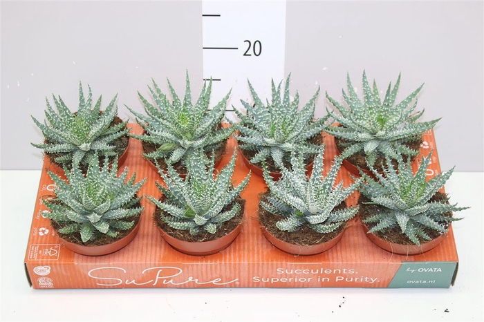 <h4>Aloe Humilis</h4>