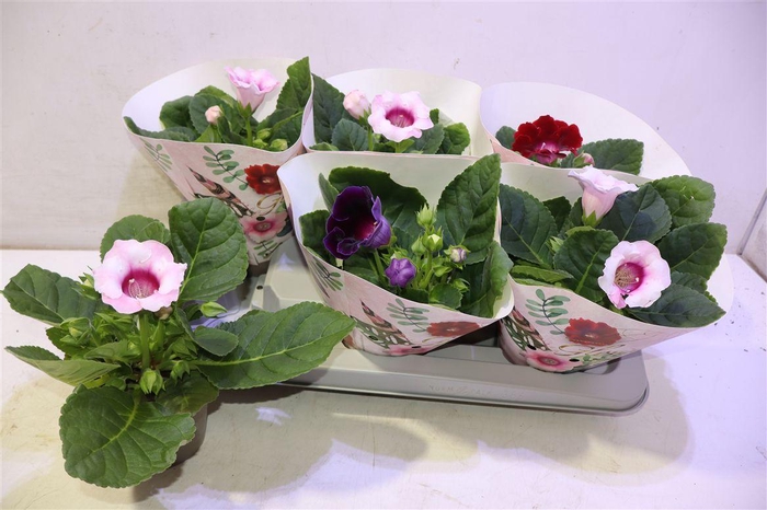 <h4>arr8 Sinn Gem</h4>