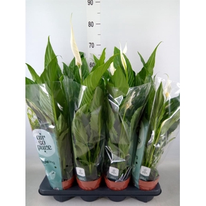 Spathiphyllum  'Sweet Chico'