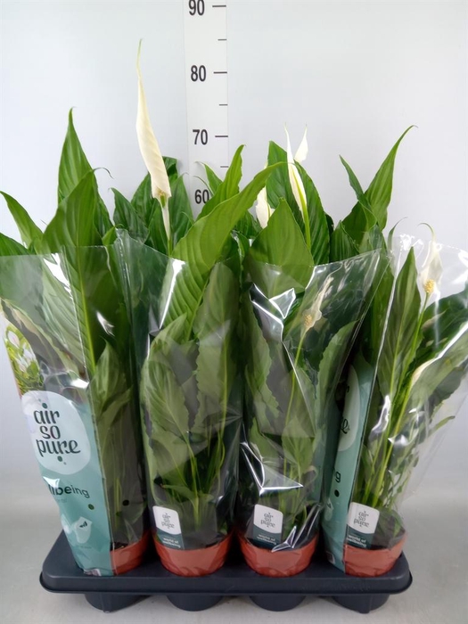 <h4>Spathiphyllum 'Sweet Chico'</h4>