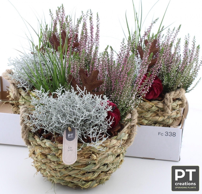 <h4>ARR TUINPLANTEN</h4>