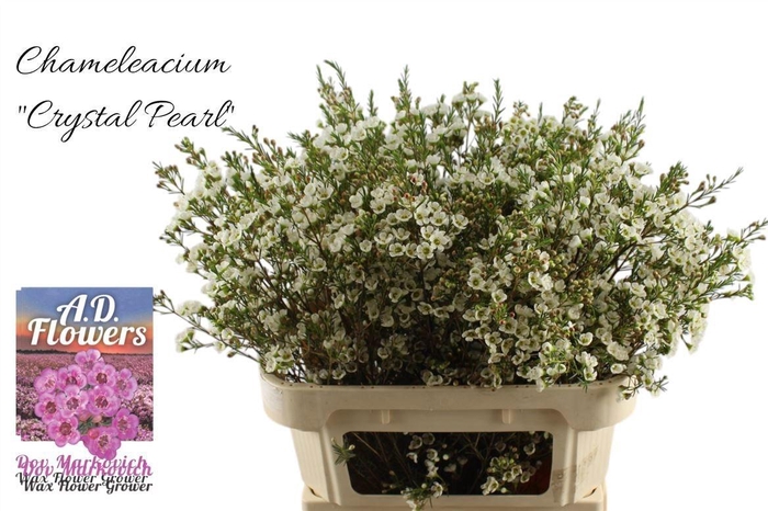 <h4>CHAME CRYSTAL PEARL</h4>