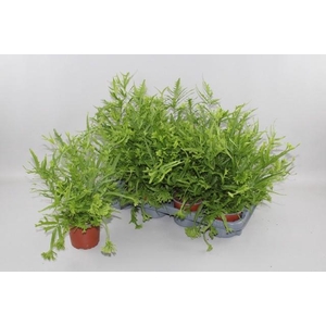 PTERIS MAYI
