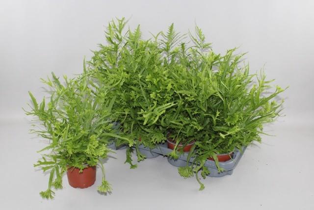 <h4>PTERIS MAYI</h4>