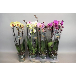PHAL EL CASCADE