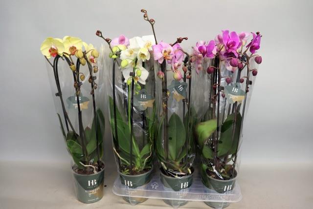 PHAL EL CASCADE