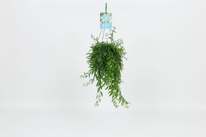 <h4>HangonGreen Aeschynanthus Japhrolepis 14 cm</h4>