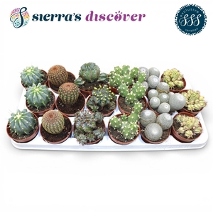 Discover® - Bilbao Cactus Mix (Exclusive)