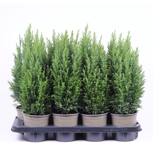 Chamaecyparis lawsoniana 'Ellwoodii'