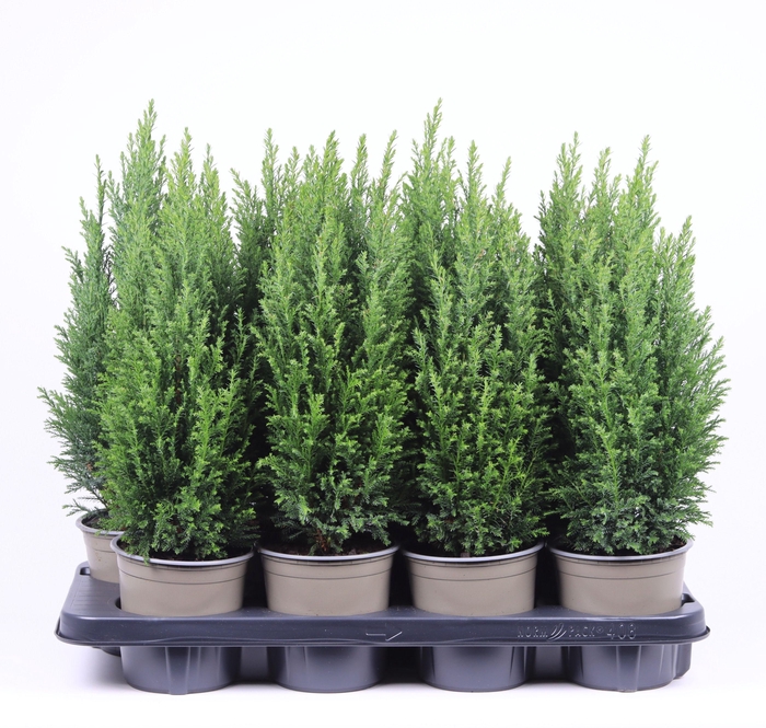 <h4>Chamaecyparis lawsoniana 'Ellwoodii'</h4>