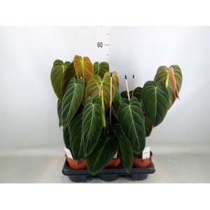 Philodendron melanochrysum