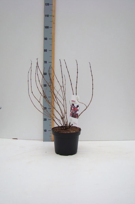 <h4>Weigela   ...</h4>