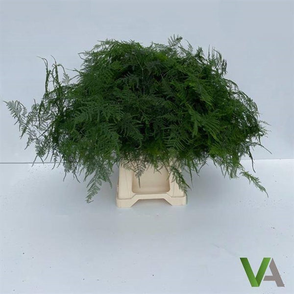 <h4>ASP SETAC 1E VEREN</h4>