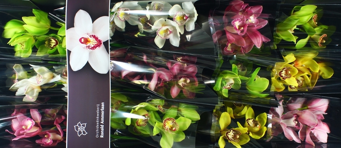 <h4>Cymbidium Mix Doos</h4>