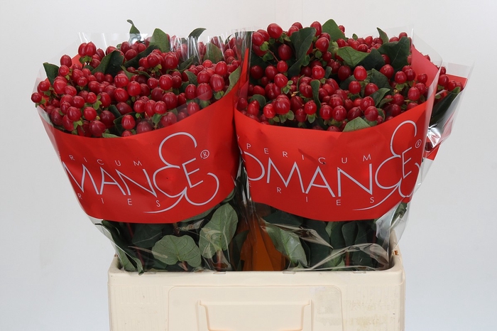 <h4>HYP TRUE ROMANCE</h4>