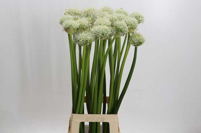 <h4>Allium stipitatum 'White Giant'</h4>