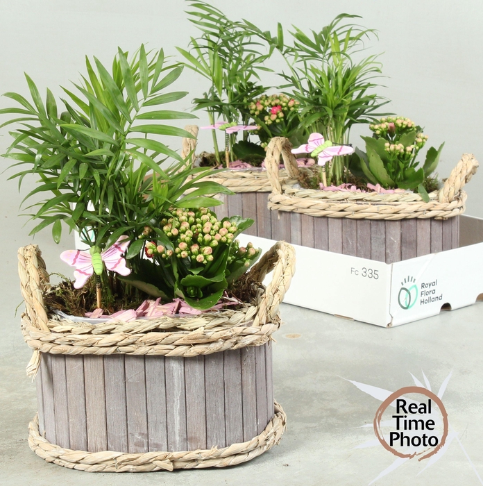 <h4>ARR KAMERPL</h4>