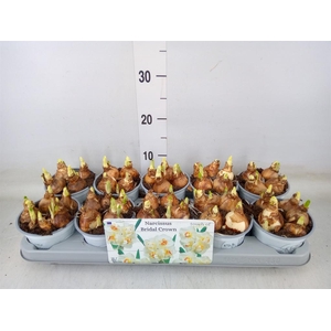 Narcissus DU 'Bridal Crown'