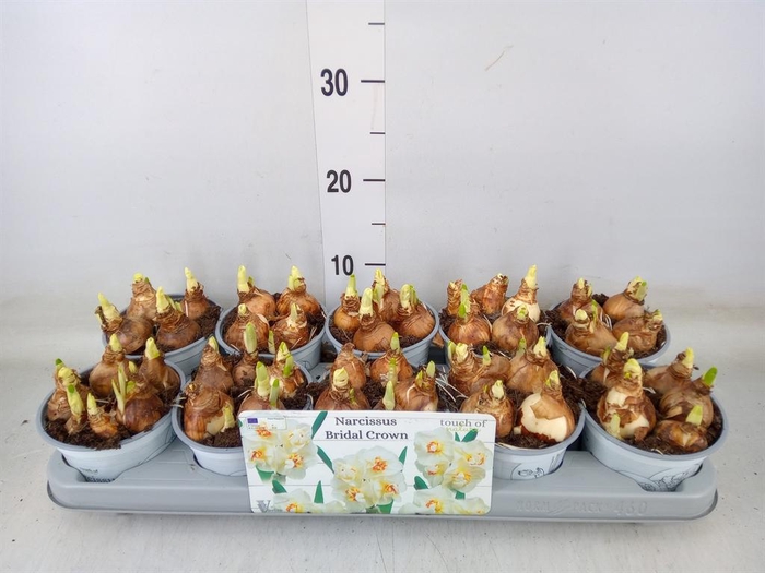 <h4>Narcissus DU 'Bridal Crown'</h4>