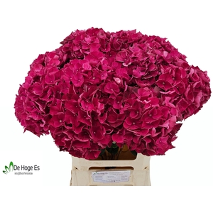 HYDR M MAG PINK RUBY