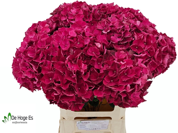 <h4>HYDR M MAG PINK RUBY</h4>