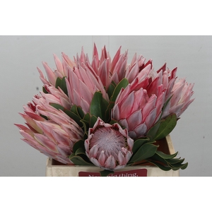 Protea Cynaroides