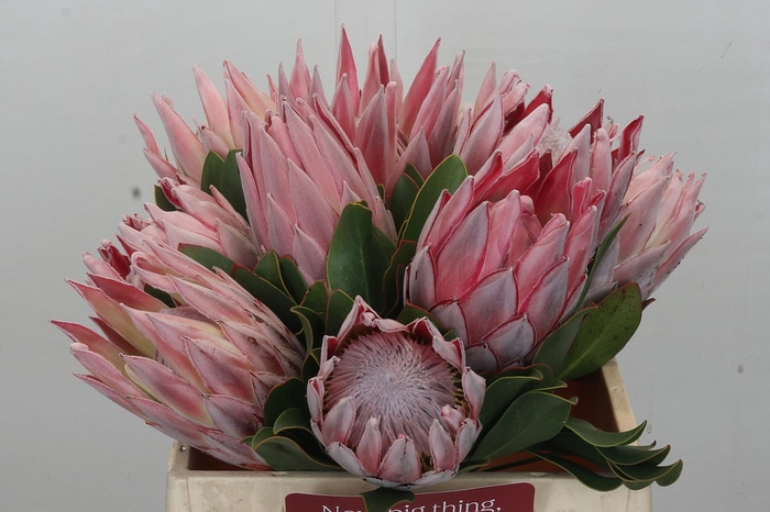 <h4>Protea Cynaroides</h4>