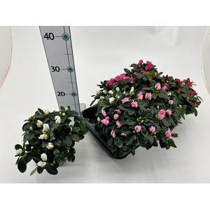 RHODO SI V GEM 4 SRT