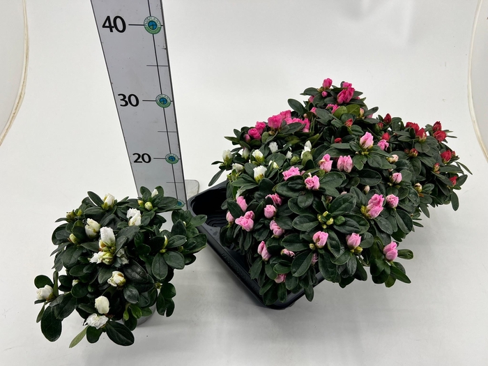 <h4>RHODO SI V GEM 4 SRT</h4>