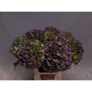 Hydr M Ch Verena Bl Cl