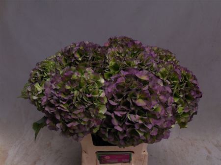 <h4>Hydr M Ch Verena Bl Cl</h4>