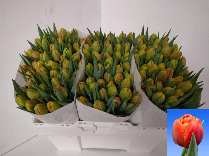 <h4>TU DU ICOON</h4>