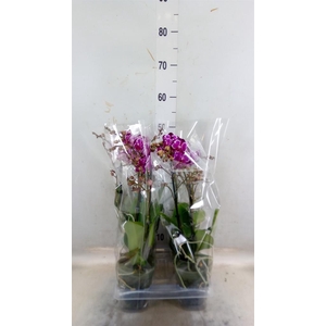 Phalaenopsis multi.   ...red