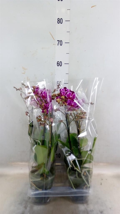 <h4>Phalaenopsis multi.   ...red</h4>