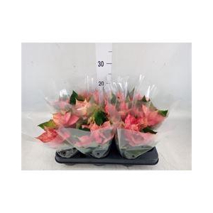 Euphorbia pulc.   ...