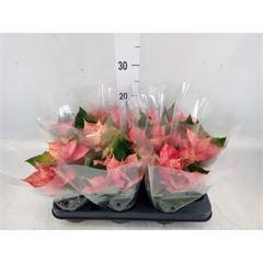 <h4>Euphorbia pulc.   ...</h4>